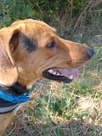 2/3anni segugino veniva cacciato!! Urgente aiuto!MOLISE SOS - Foto 3