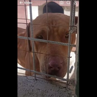 SANSONE MIX DOGUE DE BORDEAUX CANE IN ADOZIONE - Foto 3