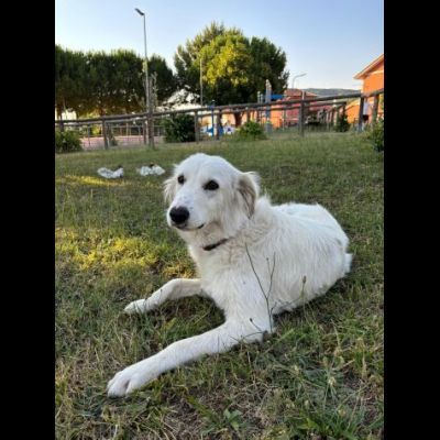 NEVE MERAVIGLIOSA CAGNOLINA IN ADOZIONE - Foto 3