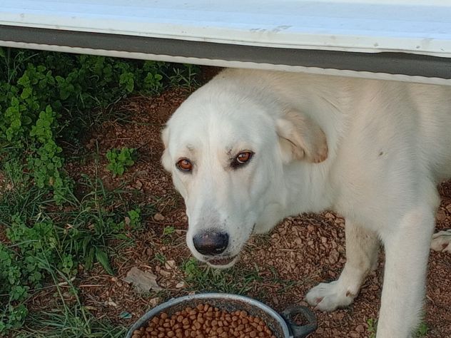 EDO, DOLCE CUCCIOLONE - Foto 4