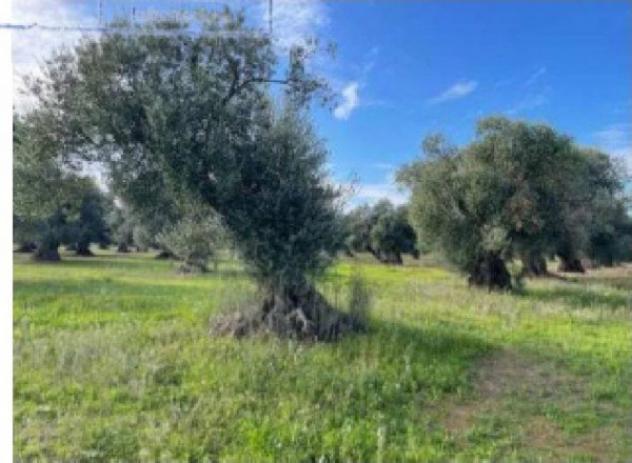 Immobile in asta di 51777 m² in vendita a Sanza - Foto 2