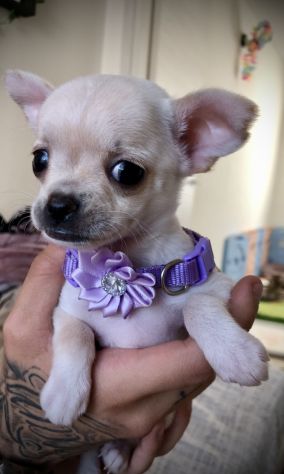 Chihuahua cuccioli - Foto 4