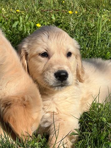 GOLDEN RETRIEVER CUCCIOLI COLOR CREMA