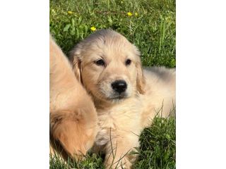 GOLDEN RETRIEVER CUCCIOLI COLOR CREMA