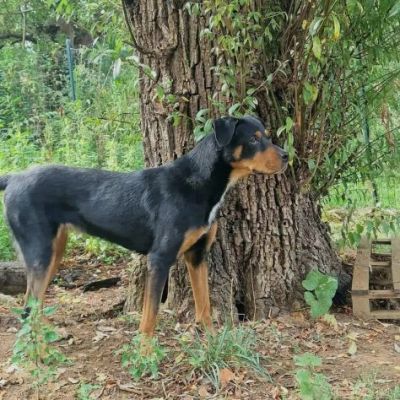 CORA CAGNOLINA IN ADOZIONE - Foto 6