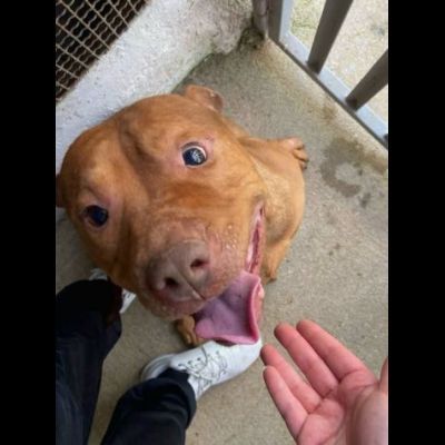 EMMER UNA NUOVA VITA, CANE IN ADOZIONE - Foto 2