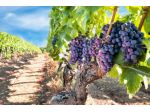 Terreno agricolo in vendita a Noto 18543 mq  Rif: 1411792