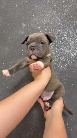 Cuccioli razza american bully poket estremi - Foto 3