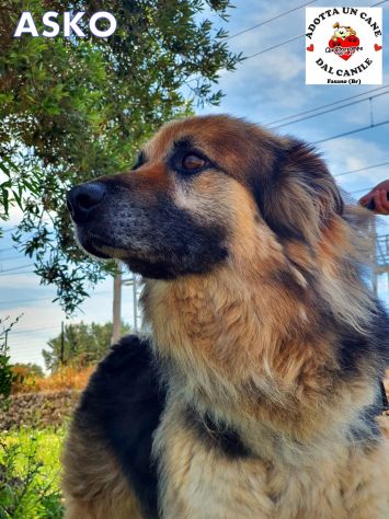 Asko, in cerca di famiglia - Foto 6