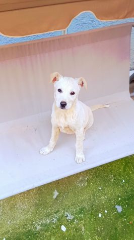 Regalo meravigliosi cuccioli incrocio labrador - Foto 4