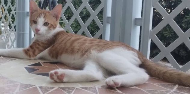 Rossino gattino - Foto 2