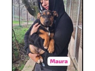 MAURA, VARCO, ROSEA, PEPPINO, CUCCIOLI IN ADOZIONE