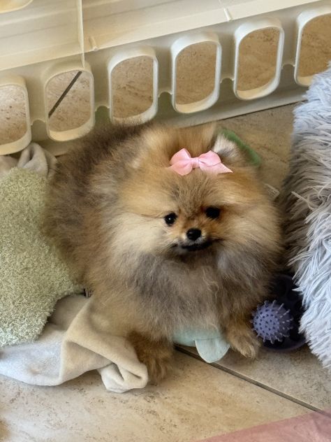 Cucciola di pomerania, femmina , 4 mesi - Foto 9