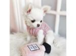 CUCCIOLI DI CHIHUAHUA DISPONIBILI
