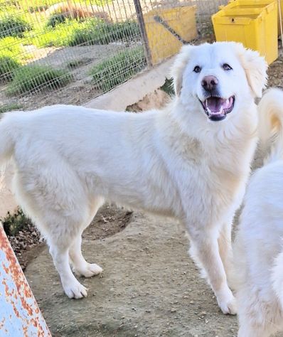 DAFNE,IN CANILE.ADOTTIAMOLA! - Foto 8