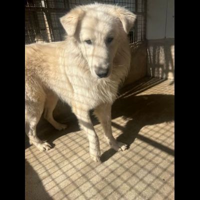 OWELL alla ricerca della libertà, CANE IN ADOZIONE - Foto 8