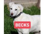 CLOUD E BECKS SIMIL LABRADOR : CAGNOLINI IN ADOZIONE