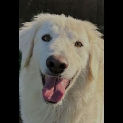 NINFA, meravigliosa tenerezza, cagnolina in adozione, tg media.