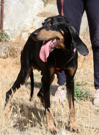 Bea in adozone - Foto 4
