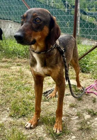 MELAMPO TIMIDO E REMISSIVO CAGNOLINO IN ADOZIONE - Foto 8