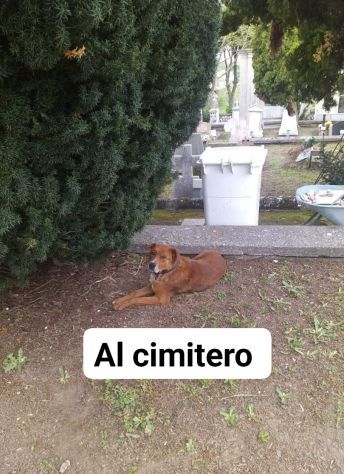 HACKITO CAGNOLINO IN ADOZIONE