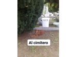 HACKITO CAGNOLINO IN ADOZIONE