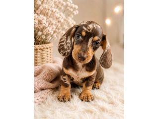 piccoli di bassotto cuccioli