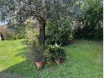 Casa singola in vendita a Montignoso 200 mq  Rif: 1404174