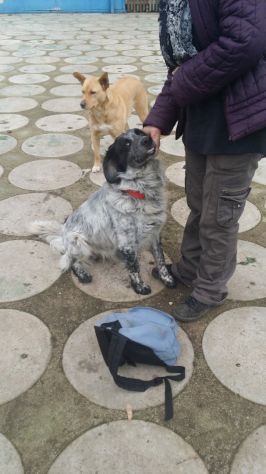 ASSO, affettuosissimo cagnolino - Foto 4