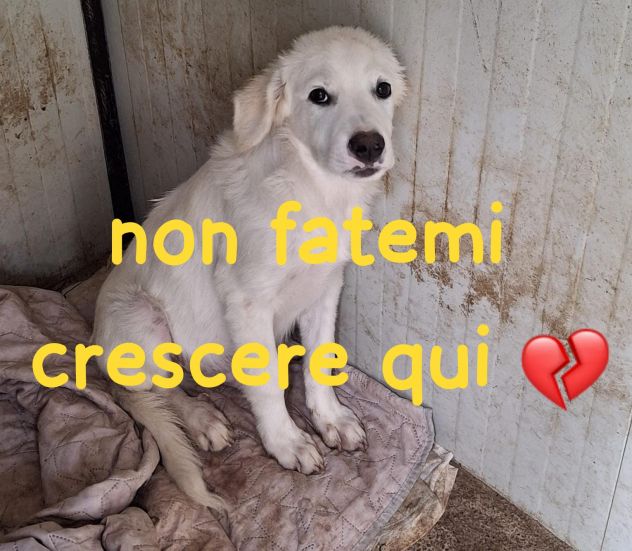 MILO 4 MESI taglia media - Foto 3