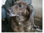 ARAMIS, adozione del cuore
