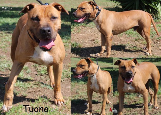 Il bel Tuono...energico pitbull DOC, dal fiero carattere