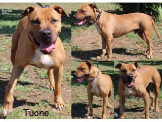 Il bel Tuono...energico pitbull DOC, dal fiero carattere