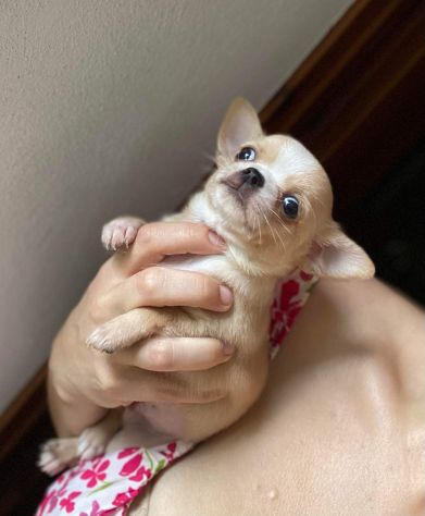 Cuccioli chihuahua - Foto 5