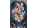 CANE IN ADOZIONE: ARDIAN, simil bernese