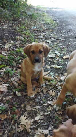 CUCCIOLI IN ADOZIONE - Foto 2