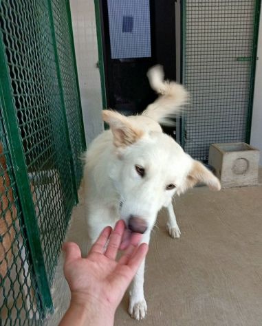DALILA TENERISSIMA CANE IN ADOZIONE - Foto 8