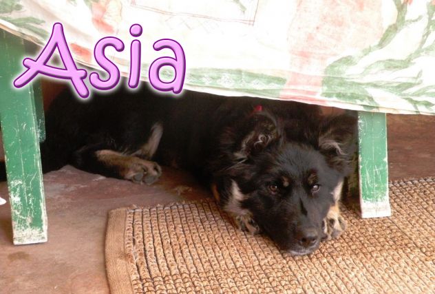 ASIA, stupenda lupetta di 5 mesi - Foto 5