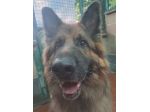 Maxx, bellissimo Pastore Tedesco adulto (a Milano)