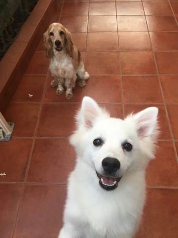 Cocker Spaniel e Volpino italiano cercano famiglia - Foto 4