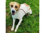 TAMBURELLO GIOIOSO NONOSTANTE UN'INTERA ESISTENZA IN CANILE CANE IN  ADOZIONE
