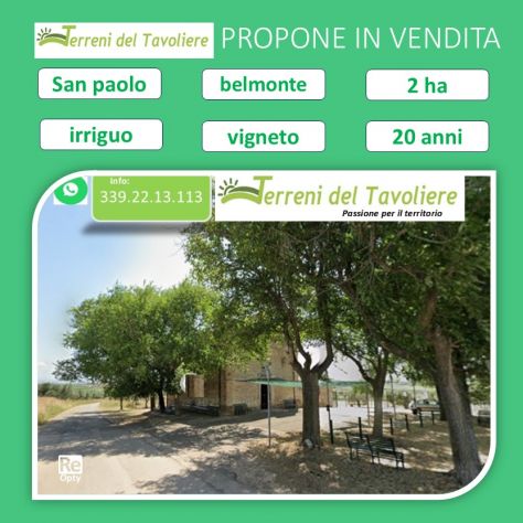 Vigneto 2 Ettari + Uliveto | San Paolo di Civitate (Loc. Belmonte)