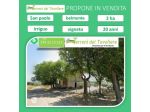 Vigneto 2 Ettari + Uliveto | San Paolo di Civitate (Loc. Belmonte)