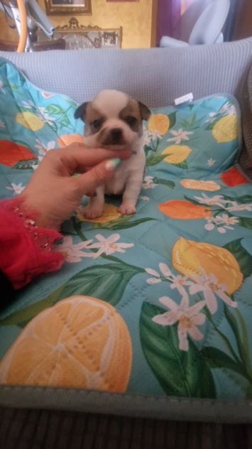 Cuccioli di chihuahua - Foto 3