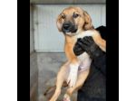 CUCCIOLI IN ADOZIONE : MOCKY GIOIOSO E CURIOSO TG MEDIA