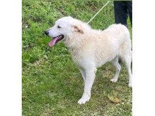 FOSTER cane in adozione
