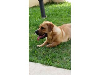 CLICK, giocherellone mix bulldog