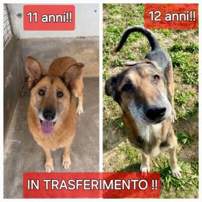 LAMBADA E LIMBO NON MERITAVATE QUESTO ULTIMO FINALE DI VITA