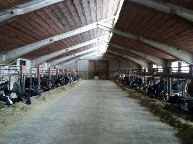 Allevamento Bovini da Latte - Parm. Reg. - Foto 2