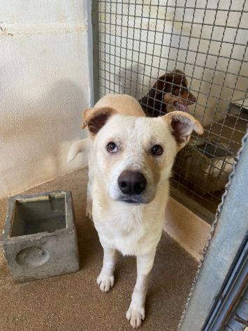 LIVIO UNA SPERANZA PER LUI, CANE IN ADOZIONE TG MEDIA - Foto 5
